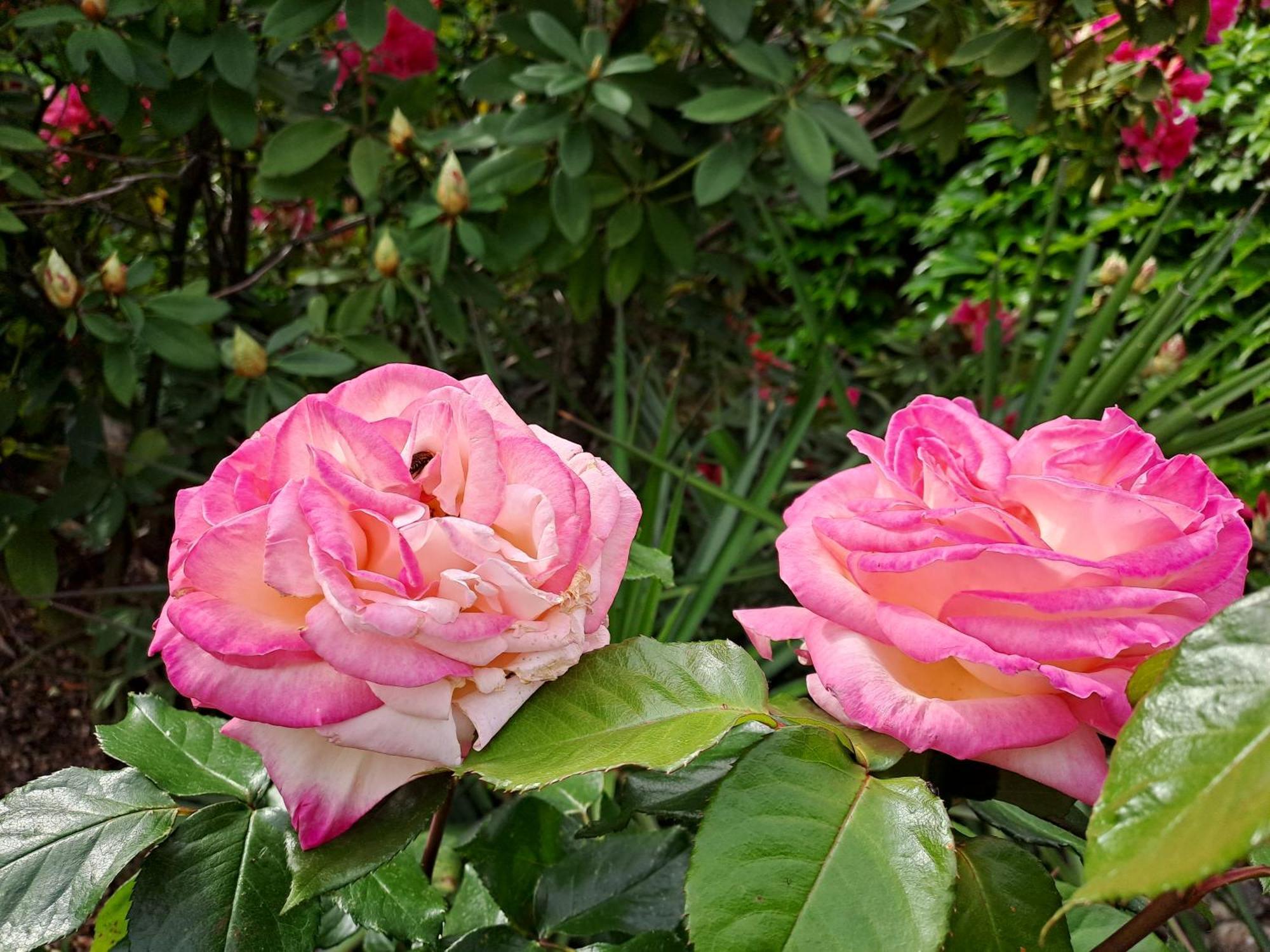 Gite 5 "Le Laurus" Aux Magnolias Aubenas Exterior photo
